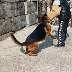 リドフォンタックル雄の画像