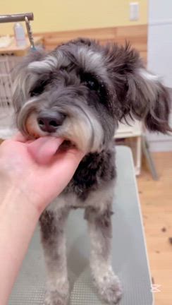 愛犬美容室MOCO 今日のベストショットの記事動画