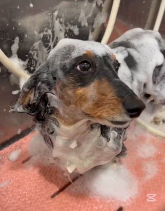愛犬美容室MOCO 今日のベストショットの記事動画