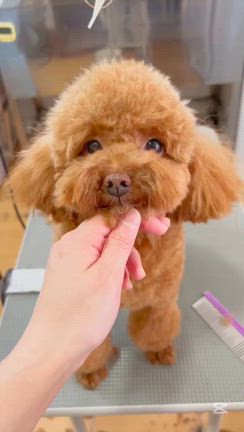 愛犬美容室MOCO 今日のベストショットの記事動画