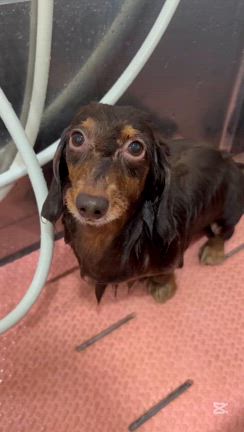 愛犬美容室MOCO 今日のベストショットの記事動画