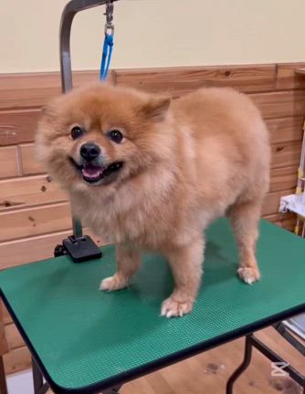 愛犬美容室MOCO 今日のベストショットの記事動画