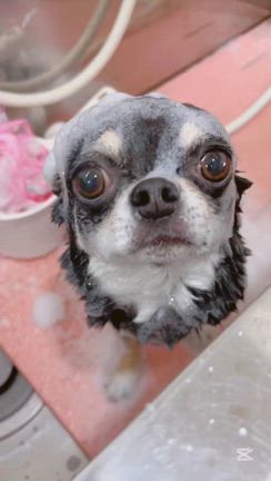 愛犬美容室MOCO 今日のベストショットの記事動画