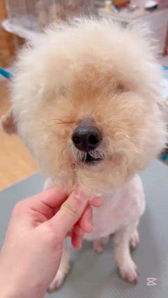 愛犬美容室MOCO 今日のベストショットの記事動画