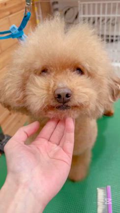 愛犬美容室MOCO 今日のベストショットの記事動画