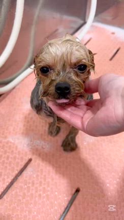 愛犬美容室MOCO 今日のベストショットの記事動画