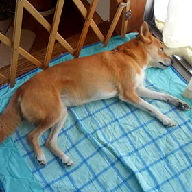 夢！の画像