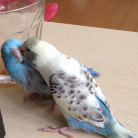 仲良しの画像