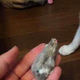 投げると持ってきます。の画像