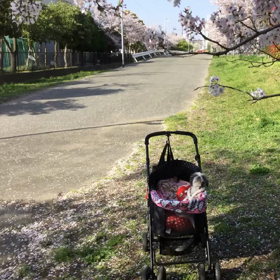 今年の桜の画像