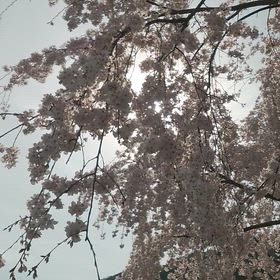 オマケ❗️枝垂れ桜が風に揺れて。の画像