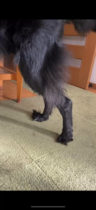 犬を飼うということの記事動画