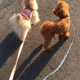 犬動画の画像