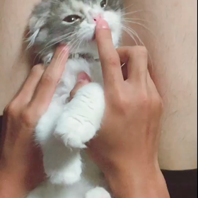今日の看板猫チャチャ❤️の画像