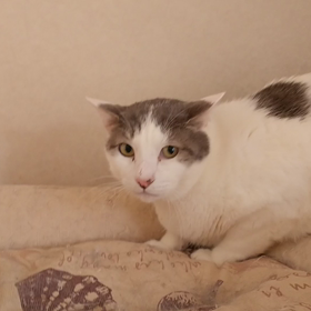 猫は恩を忘れる⁉️の画像