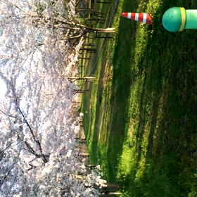 桜トンネルのウォーキングコースの画像