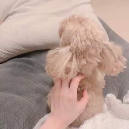 イヌバウワーの記事動画