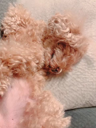 ひめちゃんの寝相の記事動画