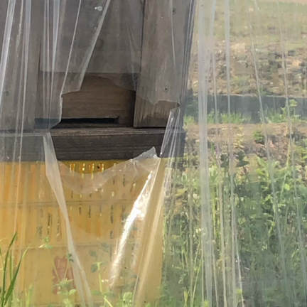 今日はミツバチの日の記事動画