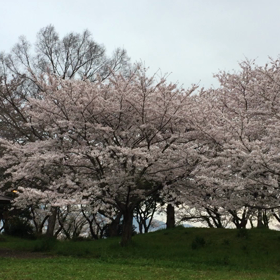 花見 満開の画像