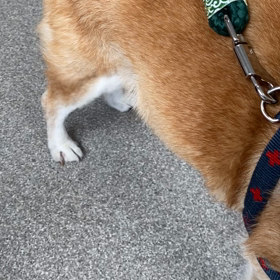 【脚が震えます】年寄りワンちゃんの日常の画像