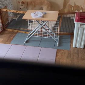 今日のうどんおまけ編の画像