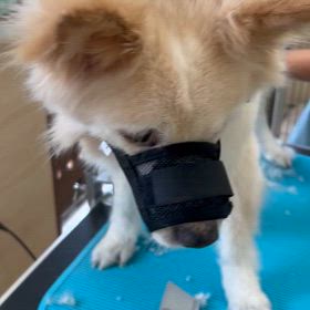 舞踏会のおまけの動画の画像