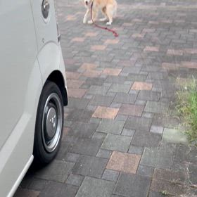 うどん久しぶり気分転換にお外散歩に行くの巻の画像
