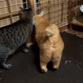 里親さん募集中　にゃんころの画像