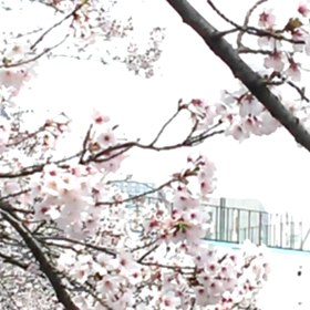 墨田川の桜さくらサクラ動画No.③の画像