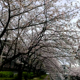 墨田川の桜さくらサクラ動画No.②の画像