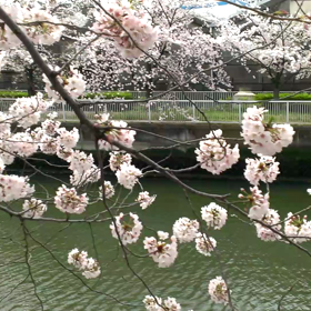 墨田川の桜さくらサクラ動画No.①の画像
