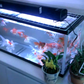 私の百花繚乱な金魚水槽♪の画像