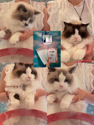 ねこ検定合格！の記事動画