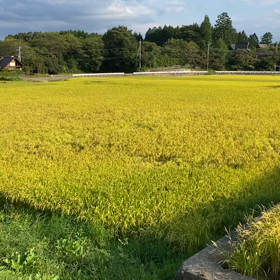 稲刈りはじまりました！の画像