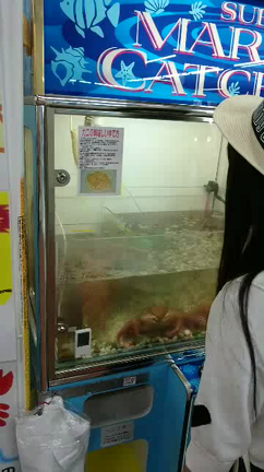 夏休み20日目だよーo(^▽^)oあいるぅ☆の記事動画