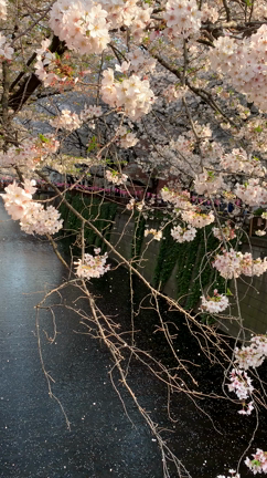 ☆桜吹雪☆の記事動画