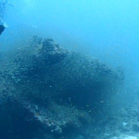 魚の数。の画像
