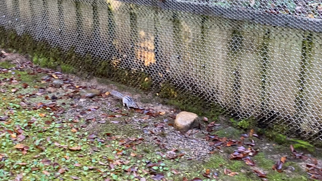 11/11 加茂市へ②の記事動画