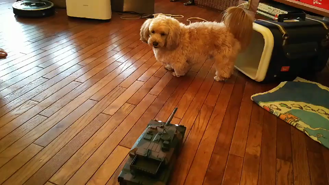 チャロとリモコン戦車遊び！の記事動画