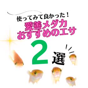 使って良かったエサ紹介〜♫の画像
