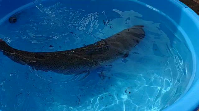 70cmオーバーのオリンピックトラウトが２回も釣れました！の記事動画