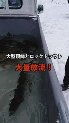 本日の状況報告ですの記事動画