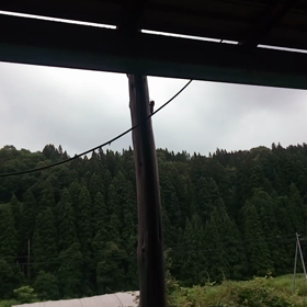 蝉の鳴き声の画像