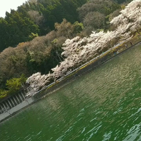 海津大崎の桜、満開❗️の画像
