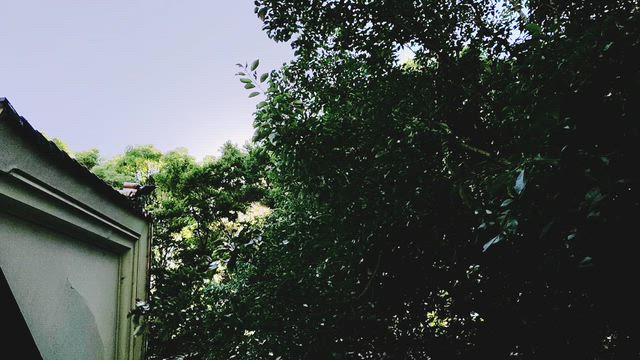 参拝と歓迎の記事動画