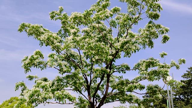 藤の花の記事動画