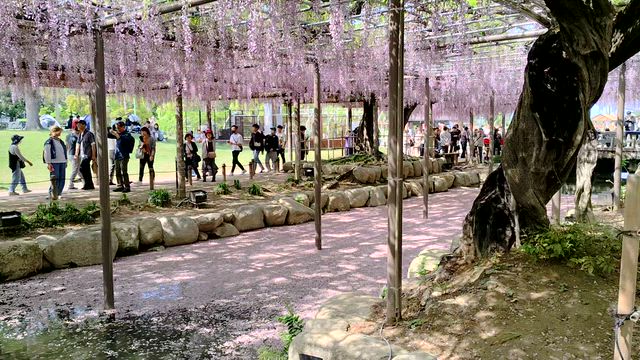 藤の花の記事動画
