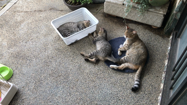 ペンションへ旅行気分で、子猫たちと、お盆を♡の記事動画