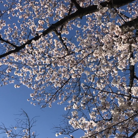 桜が散る前に.の画像
